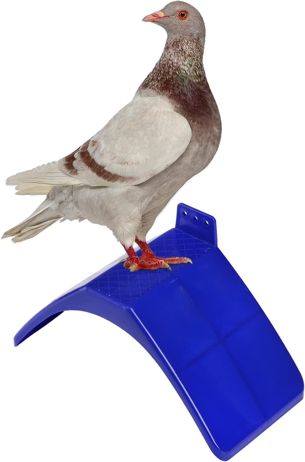 Amazon.com : Coloch 20 Pcs Dove Rest Stand, Lightweight Pigeon
